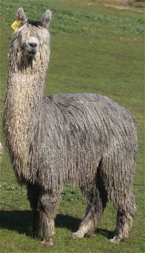 Surilana Lilliputian